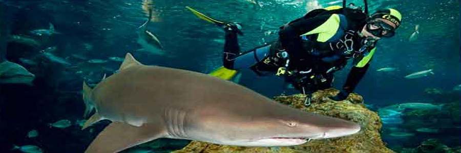 Observacion de tiburones para despedidas en Vigo